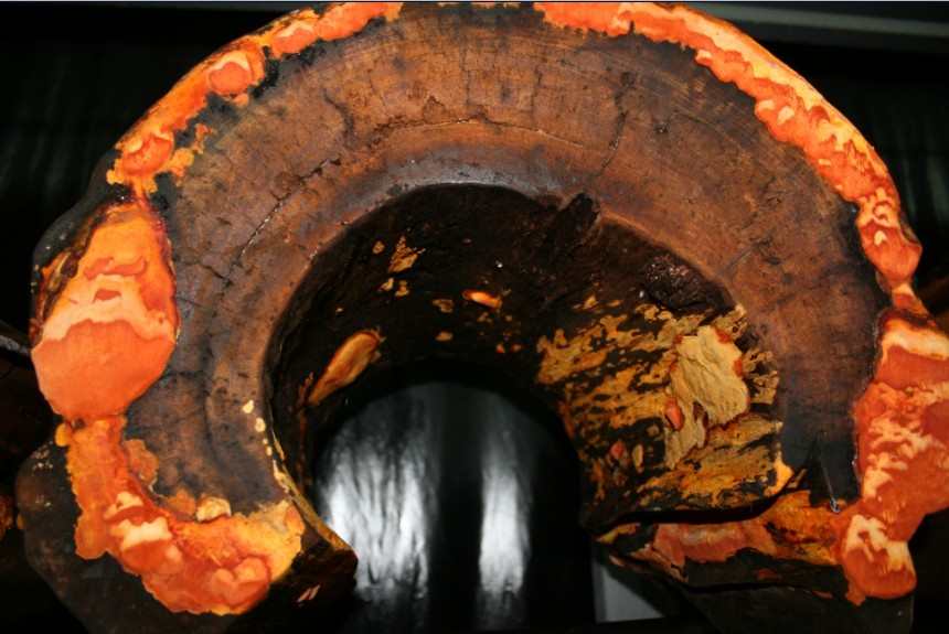 ʳ�þ�ʳ�þ�